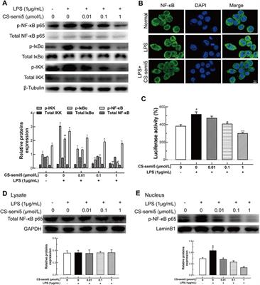 CS-semi5 Inhibits NF-κB Activation to Block Synovial Inflammation, Cartilage Loss and Bone Erosion Associated With Collagen-Induced Arthritis